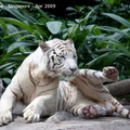 20090423 Singapore Zoo  75 of 97 